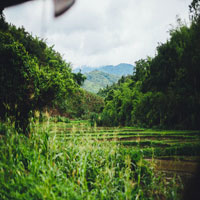 Plantation. I drove past this plantation yesterday, everything is so green!